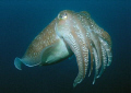   Found off Tioman Island Malaysia. Shot my Olympus 5060 wide angle attachement Sea strobe. Malaysia strobe  